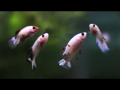 What happens when you let Betta RUNTS (smallest fr Do betta fish keep growing even though they are small? Although they will not end up as big as their