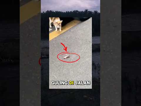 tikus guling-guling di depan kucing#videolucu #kucinglucu #shortvideo