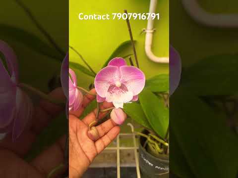 Phelenopsis Flowering Plant #shorts #youtubeshorts #youtube #orchid