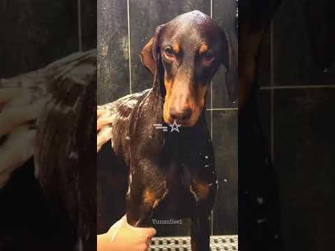 happy bam day #bam #jungkook #bts #bangtan #btsjk #btsjungkook #jeonjungkook #jk #bamsdad #jeonbam