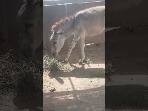 #animals #anmals #catfunny #donkey #catvideos #travel #funny #funnycatvideos #camel #comedy #shorts