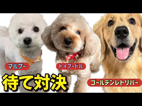 【対決】おやつを目の前にして どの犬種が長く待てを出来るのか？予想外の結果に...