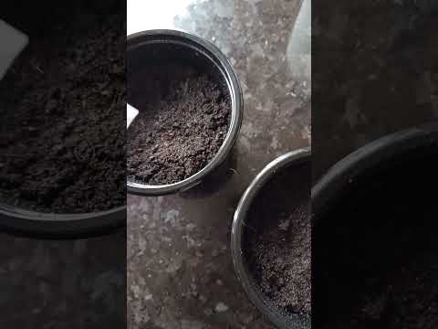 Jak rozmnażać paprocie z zarodników? 🌱 Prosty sposób na nowe rośliny!