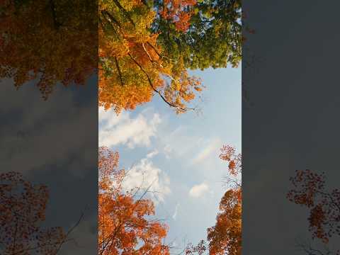 日本の秋🍁#japantravel #visitjapan #秋 #紅葉