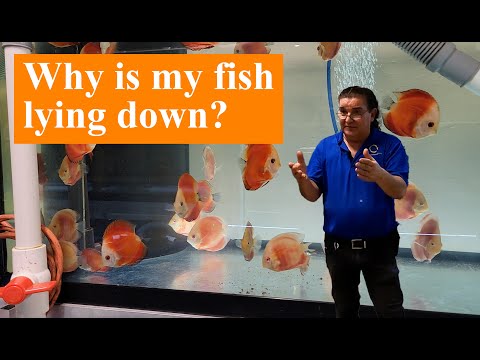 Treating Sick Discus_ It's a Lot Easier Than You T If your fish are lying down, the solution is a lot simpler than you would think. Check out this vide