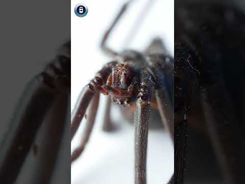 Black Widow Spider - better than the movie? #blackwidow #science #learnonshorts #animals