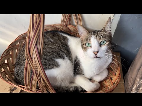 Pray for Shadow | CBC and Blood Chemistry Test for My Cat with Cancer