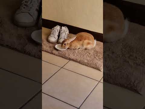 Y así de repente Fiu Fiu llegó a mi vida, sin planear! Ahora soy rabbitmom!