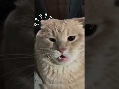 kucing jail🙀 #cat #funnycats #kucing #shorts