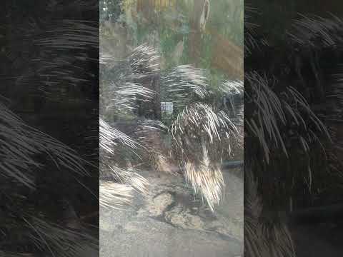 Porcupine | Crested porcupine #porcupine #animals #wildlife #wildanimals