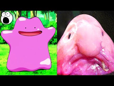 Top 20 Pokemon That Exist in Real Life - UCkQO3QsgTpNTsOw6ujimT5Q