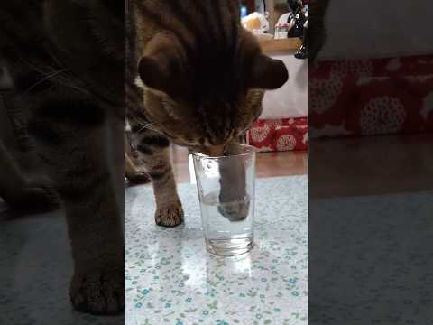 前足を使ってコップから水を飲む猫