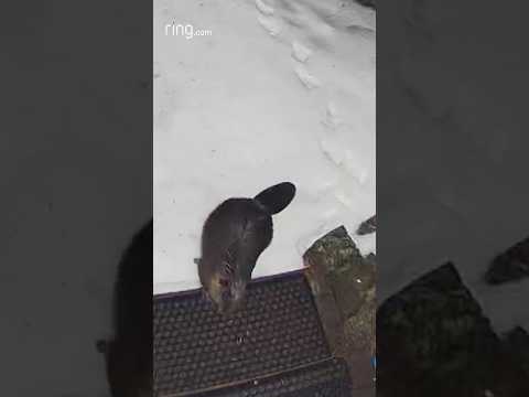 What do you think this beaver was looking for?