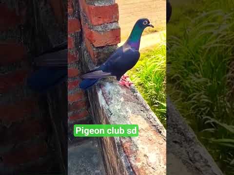 #black madin #baithak ka shok kare#n.1 quality#nive pigeon #video short#