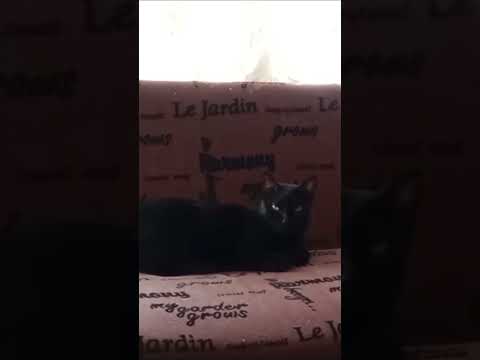 ¡Ese Negro! #reels #cat #gatos #viralvideo #pets #humor #shorts #bagheera #negritos #love #retoños