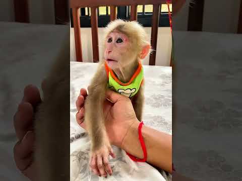 This happy monkey makes life more fun at home! 🎊🐒 #HappyTimes #PetMonkey