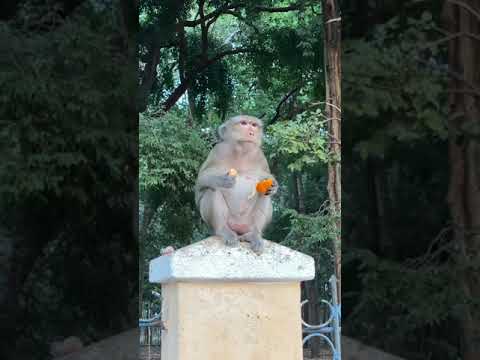 Khỉ ở vùng đất thánh Tây Ninh, người lại gần không sợ