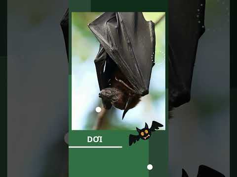 DƠI MANG LẠI LỢI ÍCH GÌ ĐỐI VỚI MÔI TRƯỜNG #shorts #bat