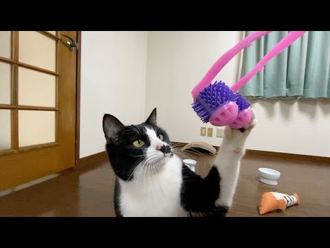 猫のだんごときなこ日記の最新動画 Youtubeランキング