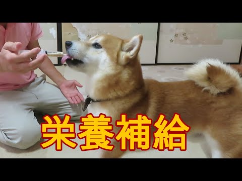 まめ田ちゃめ助の最新動画 Youtubeランキング