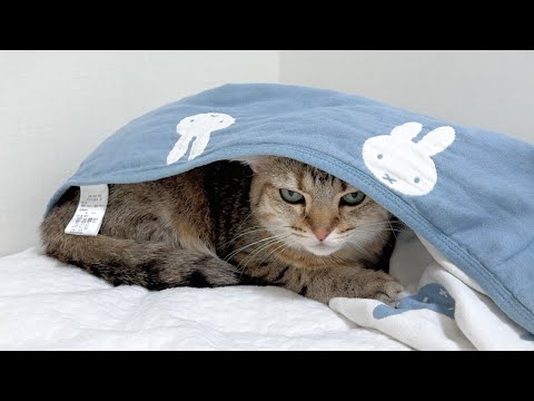 帰ってこない妹を待ち続ける猫が健気すぎた…