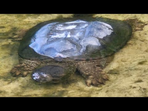 Massive Snaping Turtle 🐢  #Reptile #lakes #Turt 