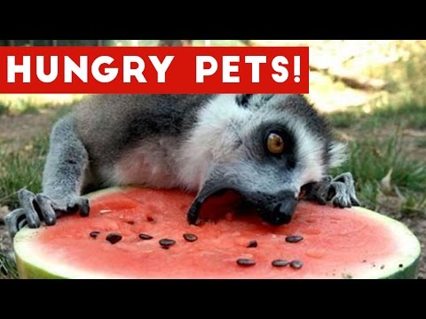 The Funniest Hungry Pet & Animal Videos Weekly Compilation 2017 | Funny Pet Videos - UCYK1TyKyMxyDQU8c6zF8ltg