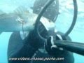 Bar tiré en chasse sous-marine