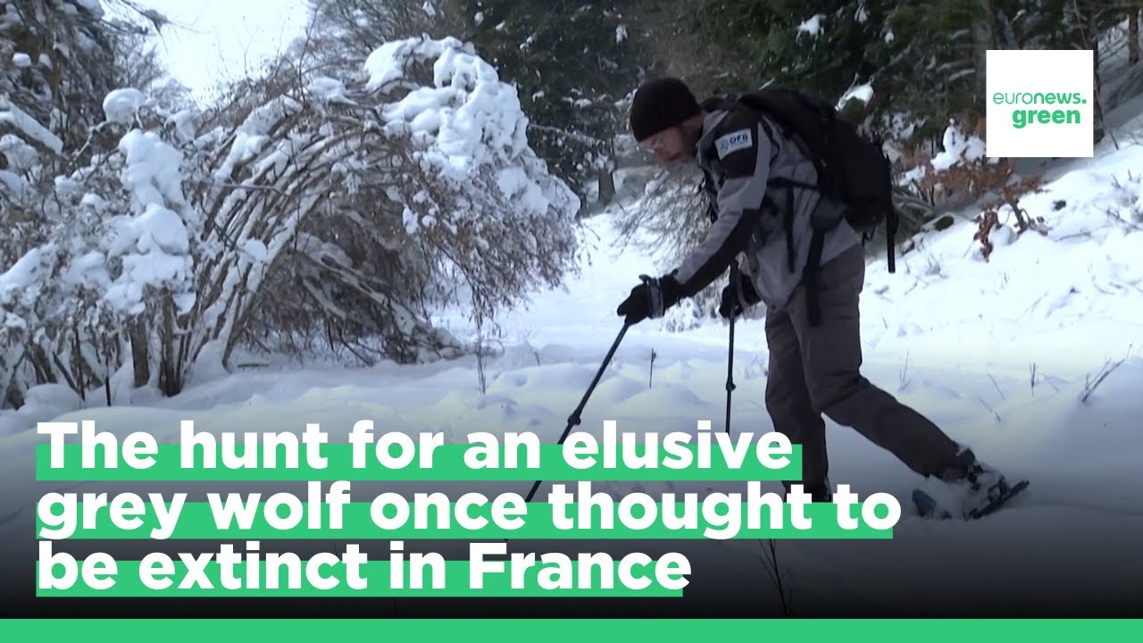 Watch the hunt for an elusive grey wolf once thought to be extinct in France
