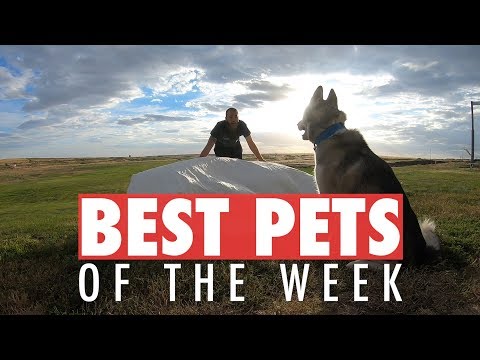 Best Pets of the Week | July 2018 Week 2 - UCPIvT-zcQl2H0vabdXJGcpg