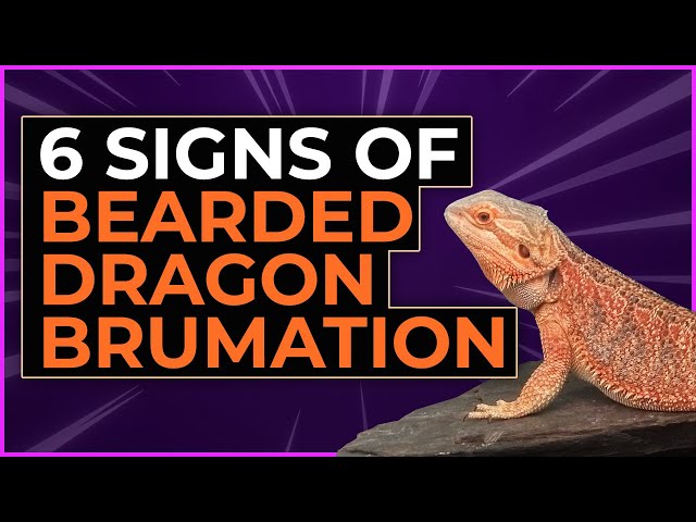 How To Tell If A Bearded Dragon Is Dead?