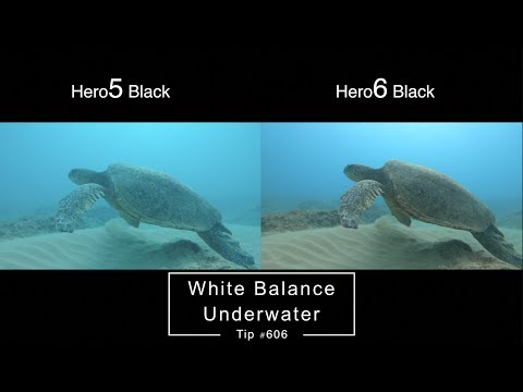 Hero6 vs Hero5 Underwater White Balance Comparison - GoPro Tip #606 | MicBergsma - UCTs-d2DgyuJVRICivxe2Ktg