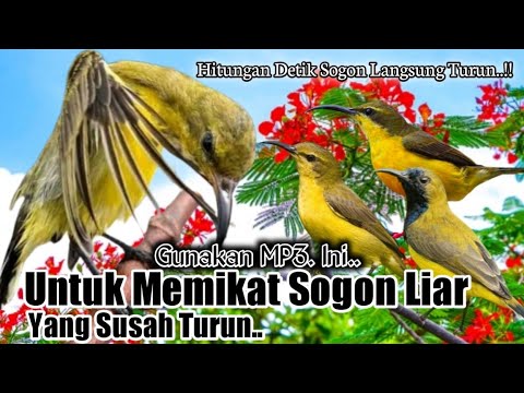Suara Pikat Burung Sogon. Paling Jahat. Hitungan Detik Langsung Turun..
