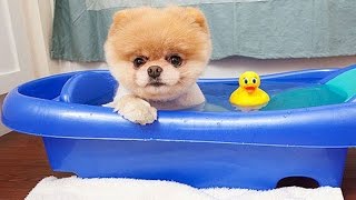 Boo - The World's Cutest Dog Video Compilation | Pomeranian Puppies cute pet