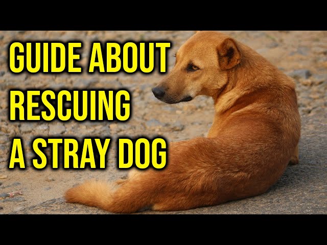 what-to-do-with-a-stray-dog-to-get-ideas