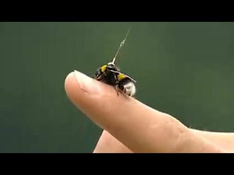 Watch the flight of a bumble bee - Animal Camera - BBC - UCwmZiChSryoWQCZMIQezgTg