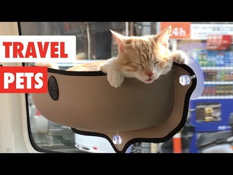 Travel Pets | Funny Pet Videos Compilation 2017 - UCPIvT-zcQl2H0vabdXJGcpg