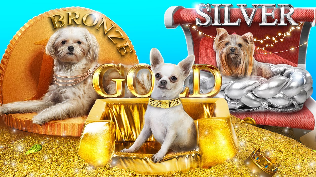We Adopted Gold vs Silver vs Bronze Dogs!