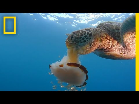 See a Sea Turtle Devour a Jellyfish Like Spaghetti | National Geographic - UCpVm7bg6pXKo1Pr6k5kxG9A