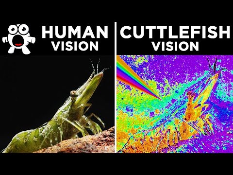 How Different Animals See The World - UCkQO3QsgTpNTsOw6ujimT5Q