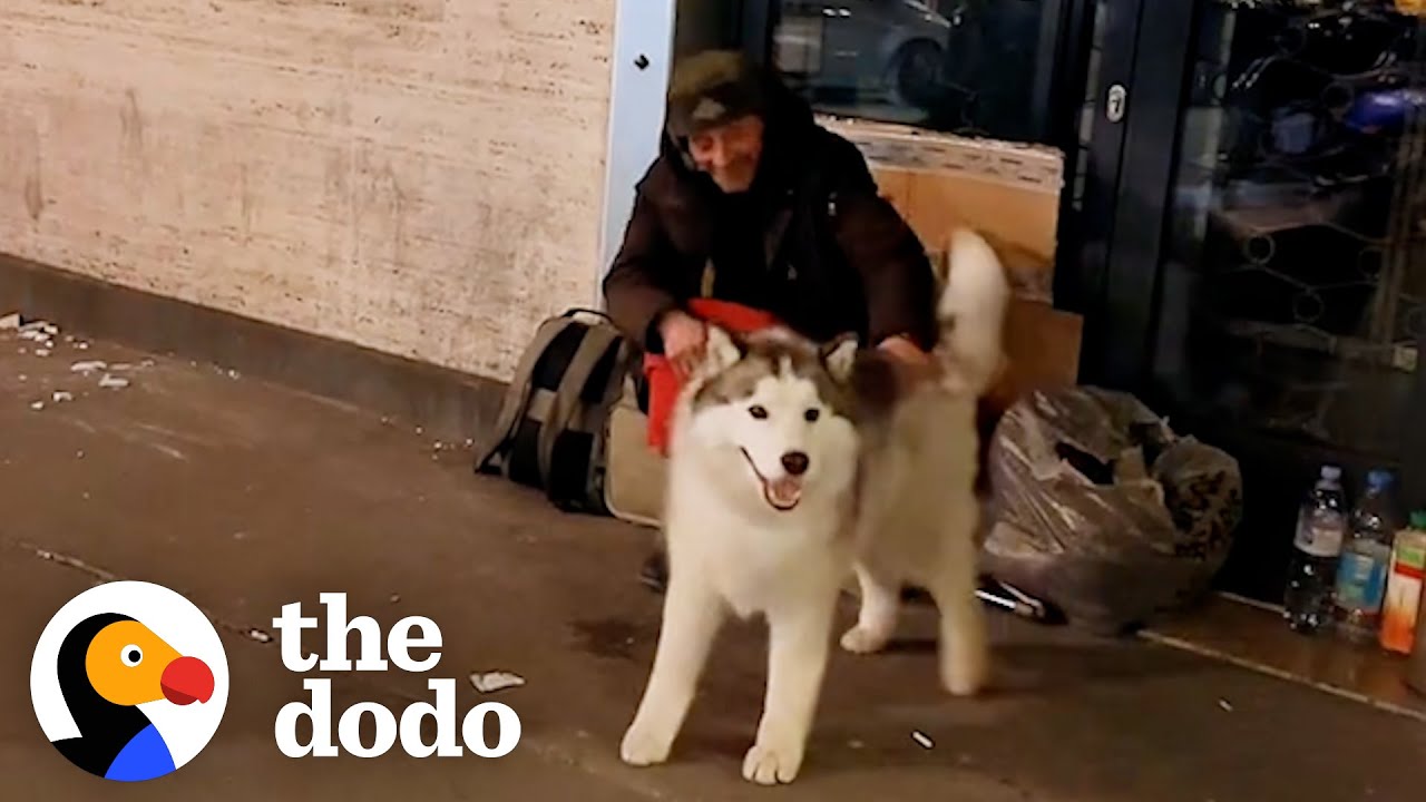 Sensitive Husky Tries To Help Every Person Living On The Street | The Dodo