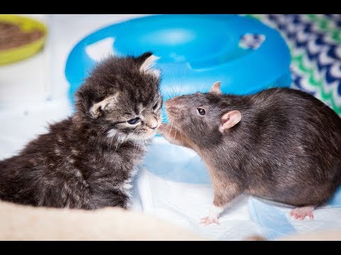 Brooklyn Cat Cafe Employs Rats To Care For Kittens | CUTE AS FLUFF - UC9LxuffQCm_Z4KBCoXZvSHA