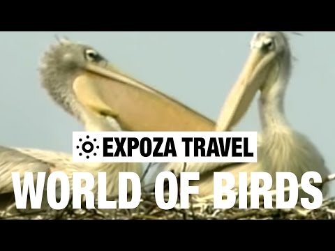 The World Of Birds (Africa) Vacation Travel Video Guide - UC3o_gaqvLoPSRVMc2GmkDrg