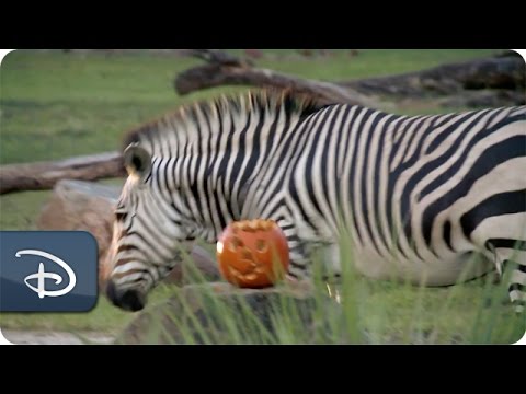 Animals Enjoy Enrichment at Disney’s Animal Kingdom | Walt Disney World - UC1xwwLwm6WSMbUn_Tp597hQ