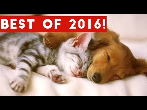 The Best Funny Pet & Animal Videos of 2016 Weekly Compilation | Funny Pet Videos - UCYK1TyKyMxyDQU8c6zF8ltg