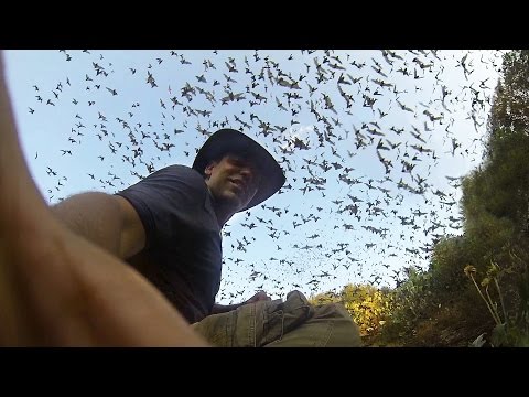 GoPro: One Million Bats - UCqhnX4jA0A5paNd1v-zEysw