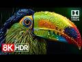 Extreme HDR Detail  The Ultimate 8K 60fps Dolby Vision Demo.2160p60 HDR