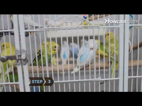 How to Choose a Birdcage - UCSpVHeDGr9UbREhRca0qwsA