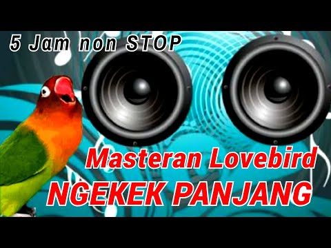Masteran Lovebird Ngekek Panjang 5 Jam Tanpa Jeda