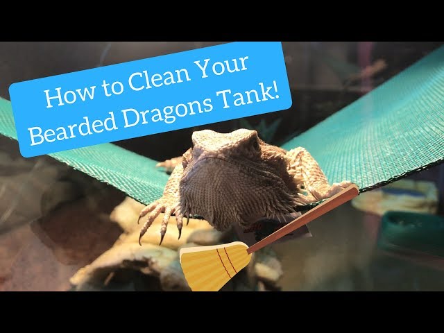 How Often Should You Clean Your Bearded Dragon’s Tank?